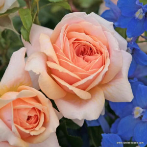 GARDEN OF ROSES® 